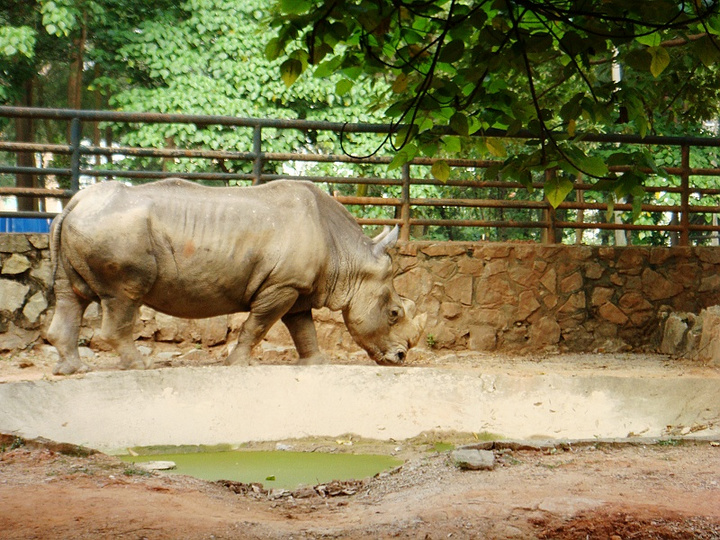 wandering in the zoo