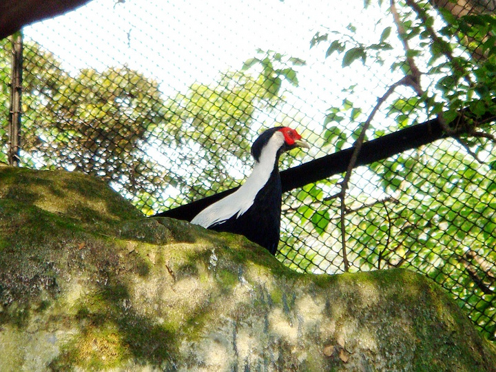 wandering in the zoo