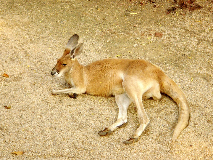 wandering in the zoo