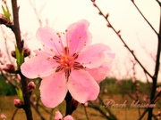 Peach blossom 2010