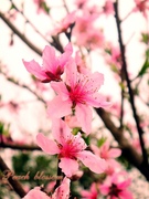 Peach blossom 2010