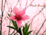 Peach blossom 2010