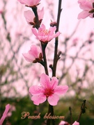 Peach blossom 2010