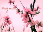 Peach blossom 2010