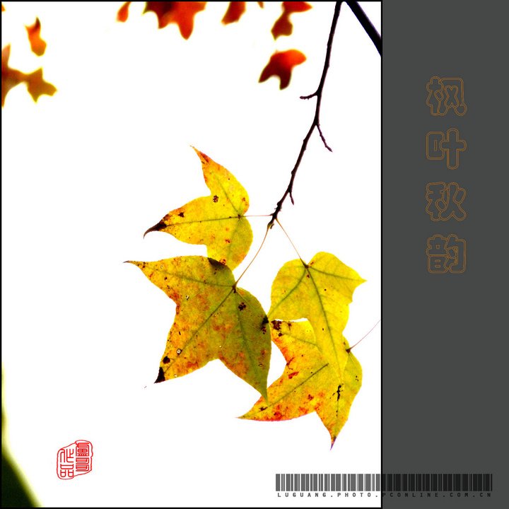 Ҷ