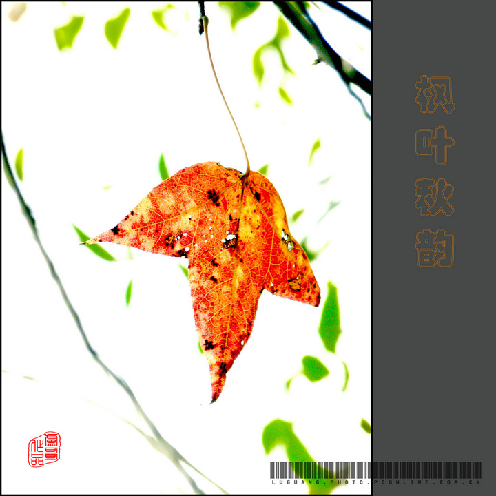 Ҷ