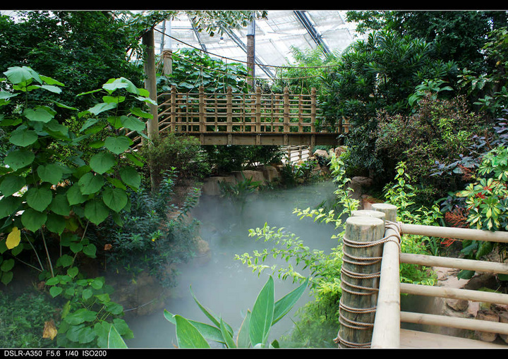 广州的伊甸园-华南植物园热带雨林温室群景区