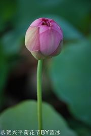 恭祝兴平市荷花节