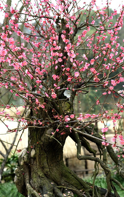 古梅扬芳