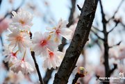 3-14-春日-桜花抄