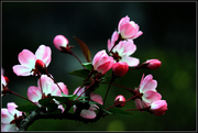 园林海棠花