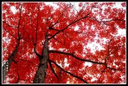 秋天的童话-红叶谷