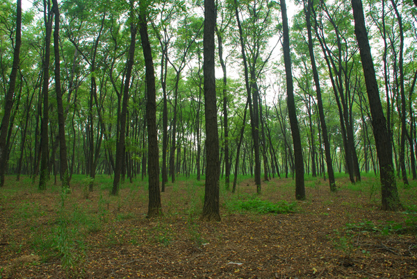 延津县森林公园图片