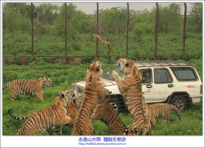 哈尔滨老虎团图片
