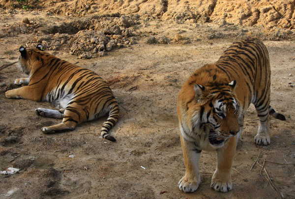 安徽发现野生老虎图片