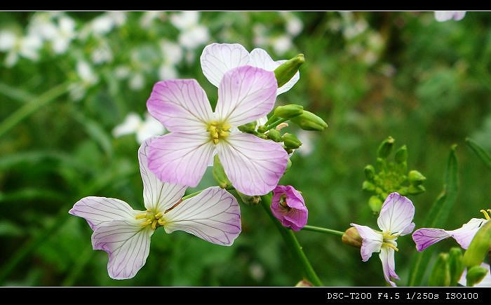 白萝卜花颜色图片