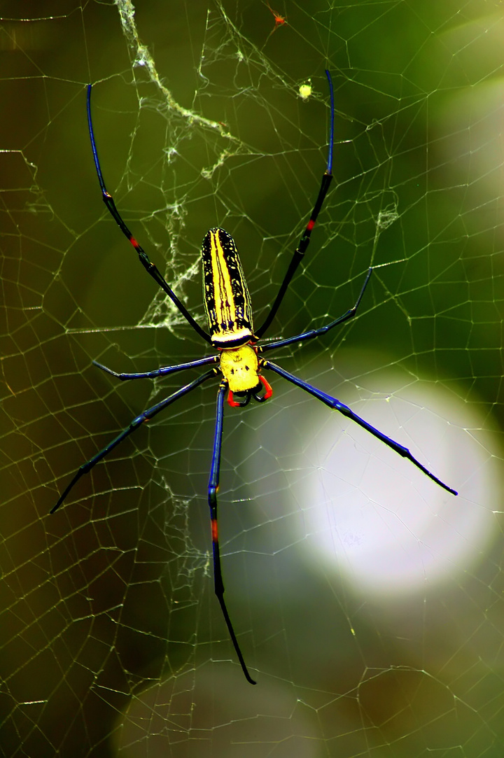 中国常见的毒蜘蛛图片