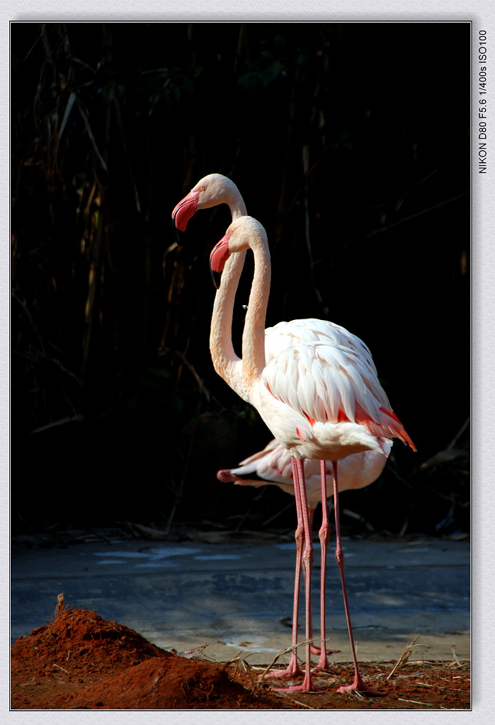 【火烈鳥攝影圖片】上海動物園生態攝影_石徑攝影部落_太平洋電腦網