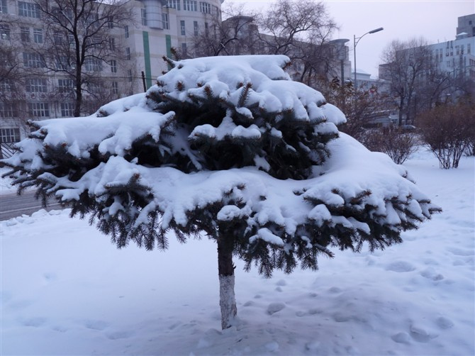 佳木斯的雪和人