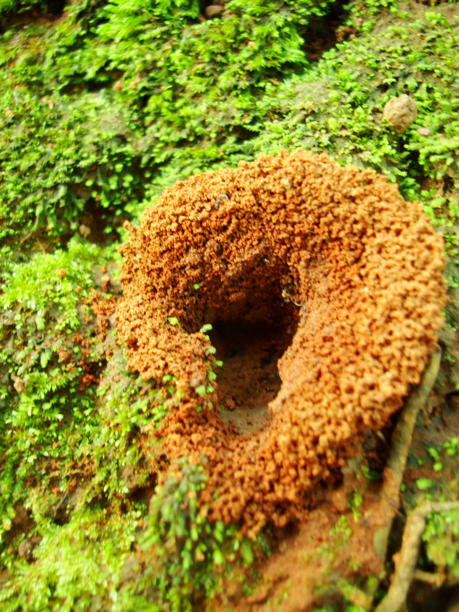 小蚂蚁生态农庄图片