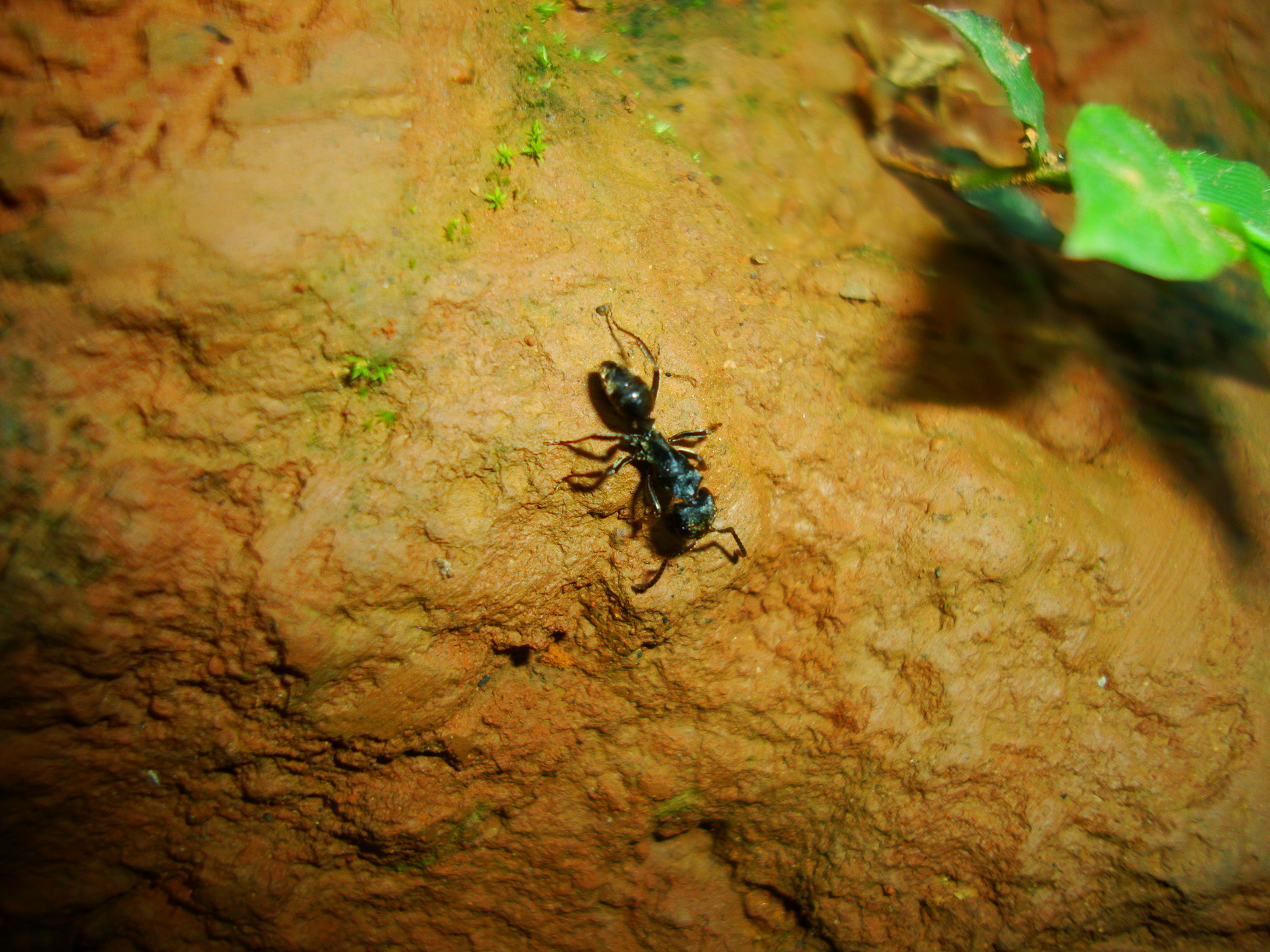 泸州小蚂蚁图片