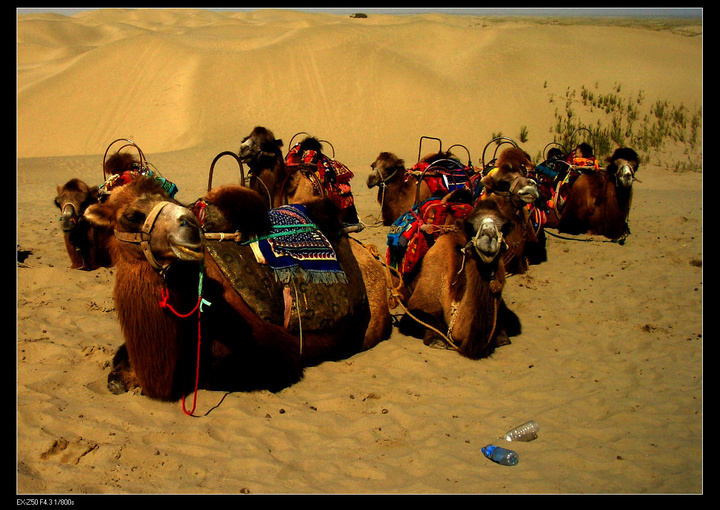 沙漠之舟-骆驼