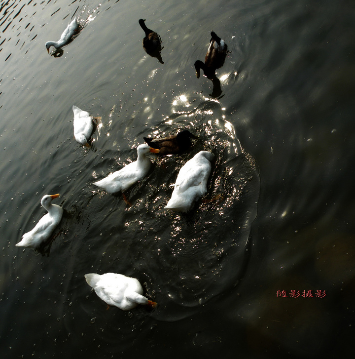 Ϻݵ-ѼȤУ