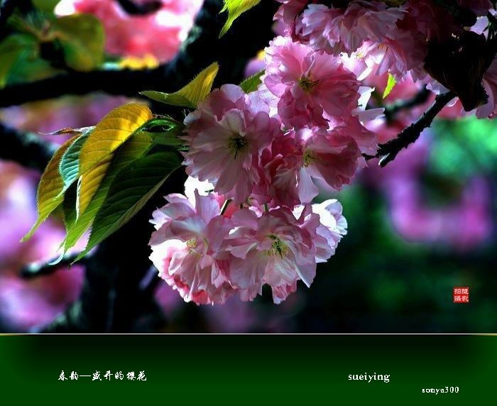 ϡʢӣ