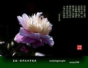 夏韵-花中之相芍药花（横版专集）