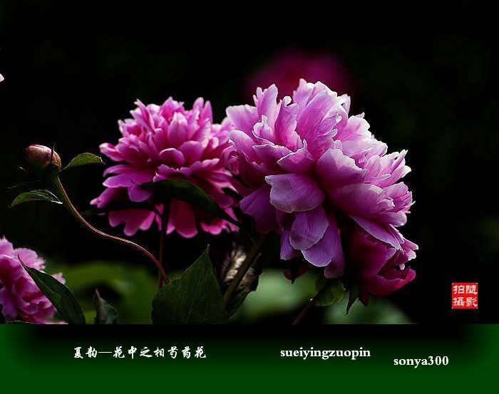 -֮ҩר
