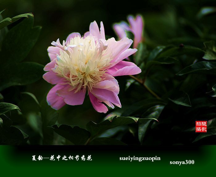 -֮ҩר