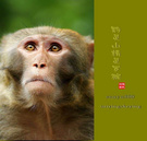 黔灵山精灵-猕猴