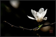 春韵（又一春）白玉兰花