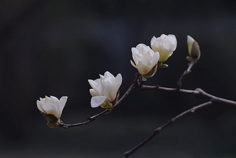 春韵(又一春)白玉兰花