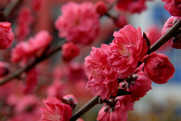 桃花紅