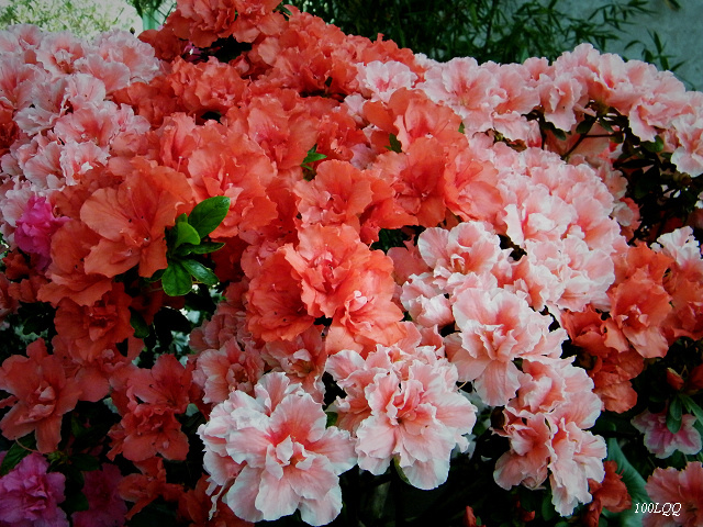 【清明--新春花卉摄影图片】吉林市生态摄影