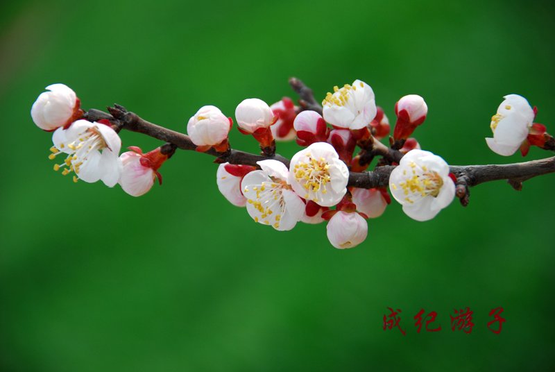 杏花紅一