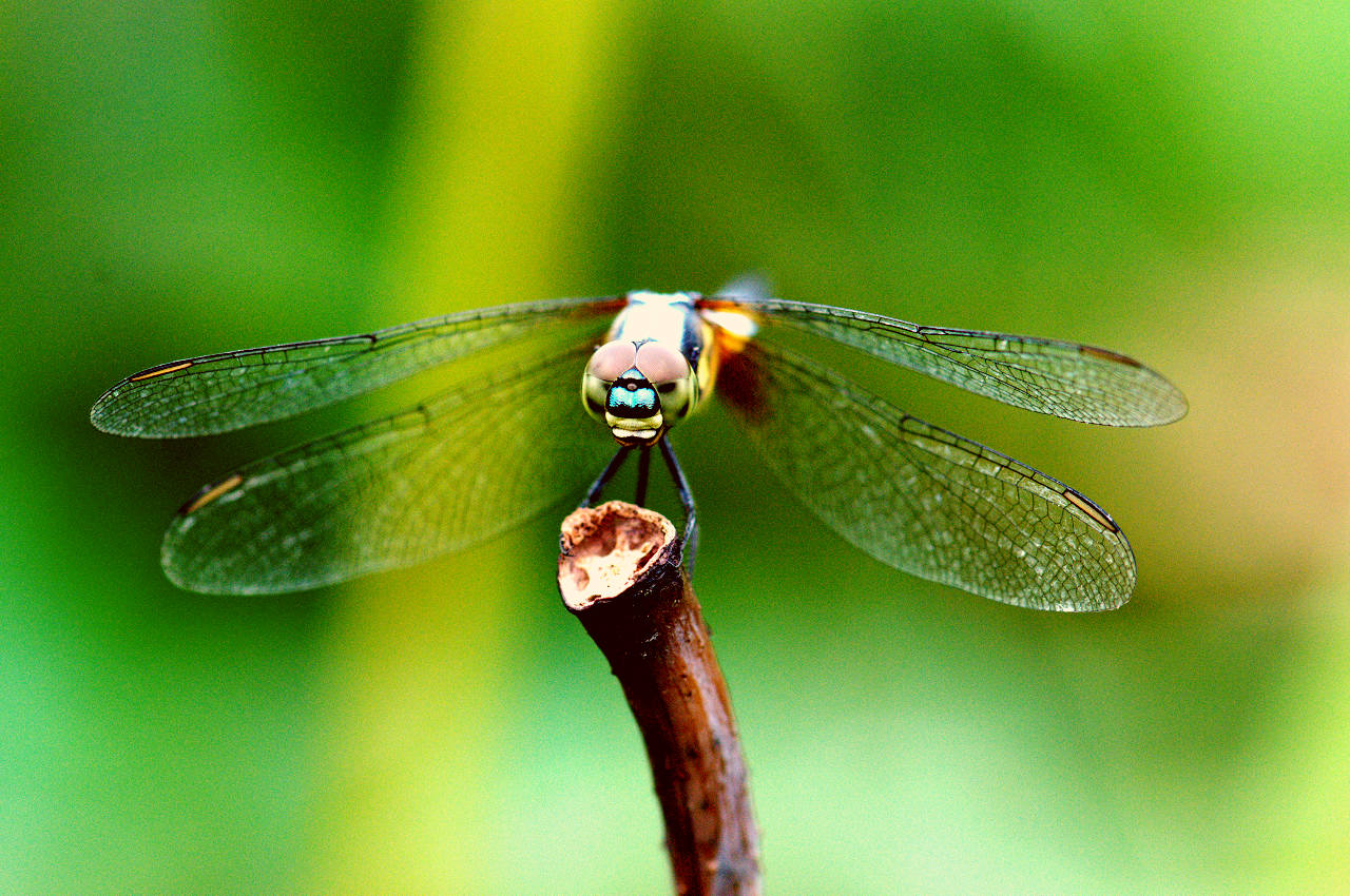蜻蜓 昆虫 动物 · Pixabay上的免费照片