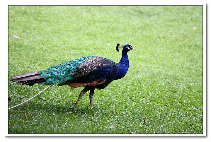 百鳥之王