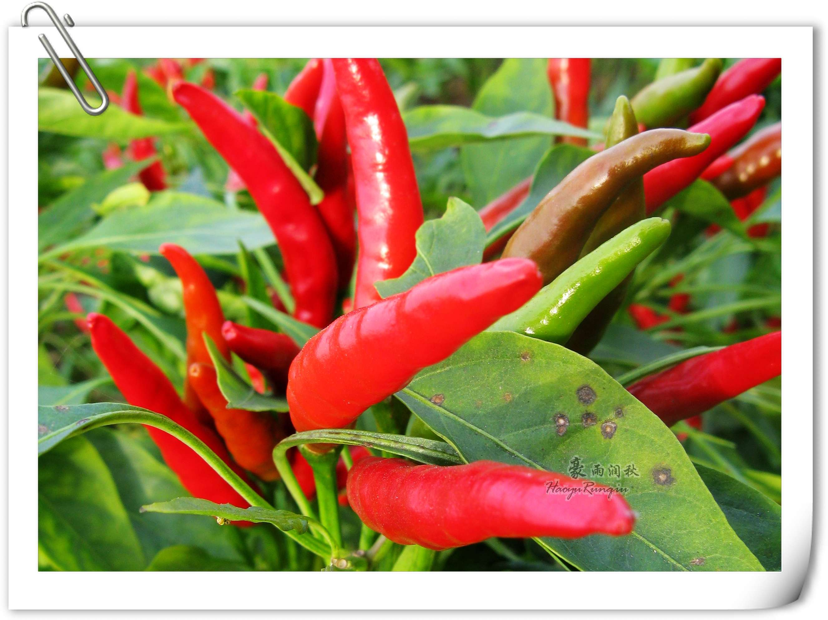 朝天椒