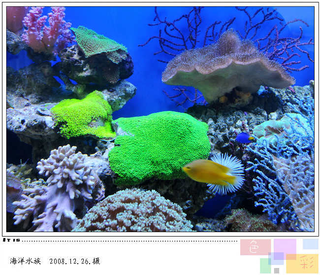 【海洋水族摄影图片】广西柳州生态摄影_太平洋电脑网摄影部落