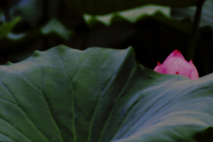ͼƬ