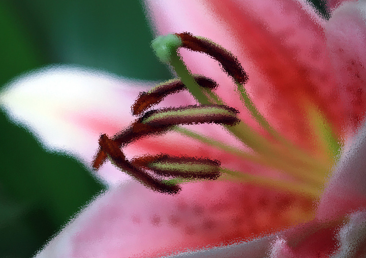 ú