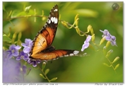 金斑蝶-非洲纪事