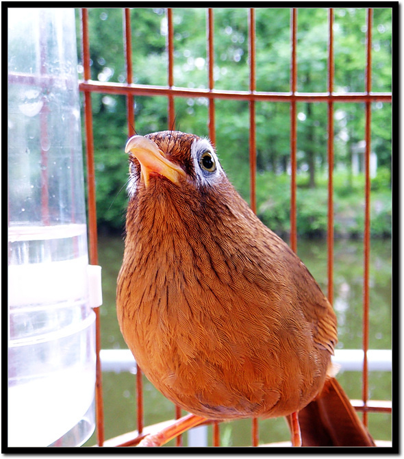 红沙眼的画眉鸟图片