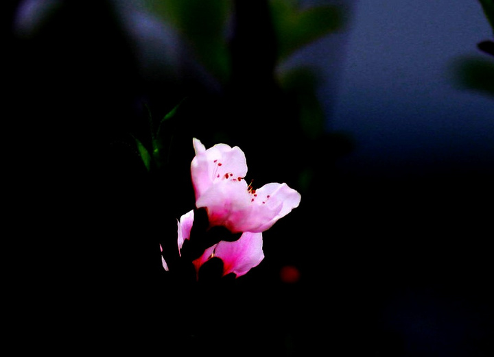ݸɽ俪