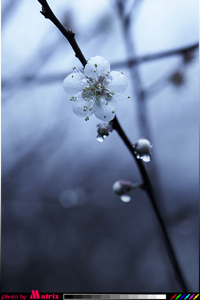 【大寒日的梅花摄影图片】广州从化生态摄影