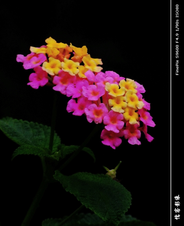 Ļ
