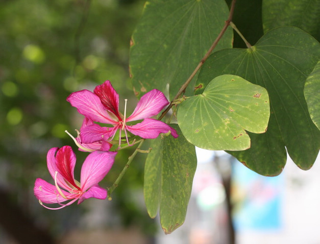 冬日下的紫荆花(共p)