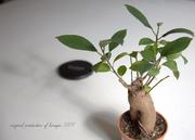  - Ficus microcarpa